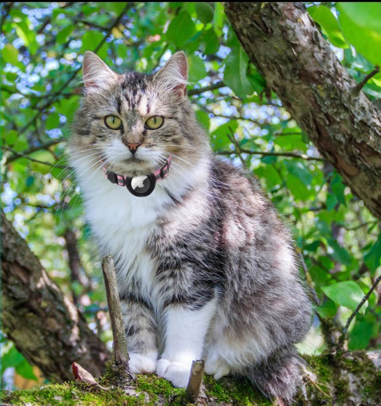 Seu gato sempre ao alcance: Garanta a tranquilidade de saber onde está seu peludo com a ATUBAN Airtag Cat Collar, uma coleira que une segurança e tecnologia. shopjponline.com